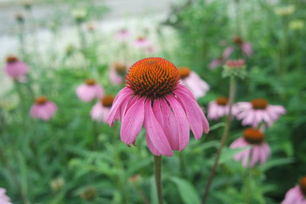 istock Echinacea purpurea Flower Purple Coneflower In Field 1406852302