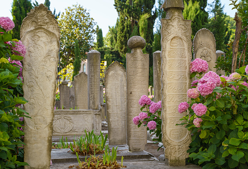 Old Ottoman Tombstones with pink hydrangea flowers, in an ancient Ottoman cemetery in Fatih, Istanbul, Turkiye