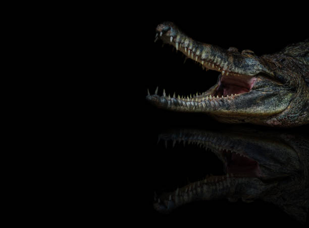 istock Close crocodile portrait on black background with reflection 1406853444