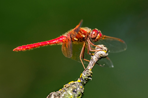 A Red Dragonfly on the tip of a twig in the Willamette Valley of Oregon. The dragonfly landed in a tree, not captive.