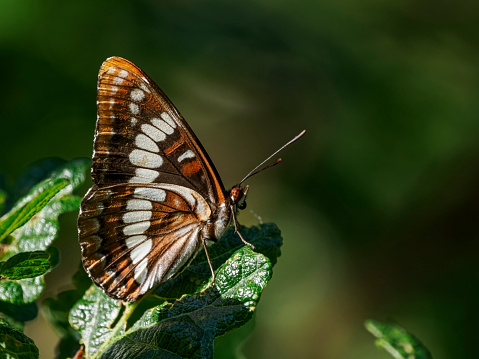 Butterfly - Insect, Morpho Butterfly, Close-up, Pattern, Animal Wildlife, Tropical Climate, Tropical Pattern, Springtime