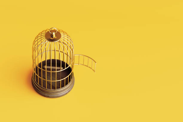 A bird's shadow in a cage in the afternoon
