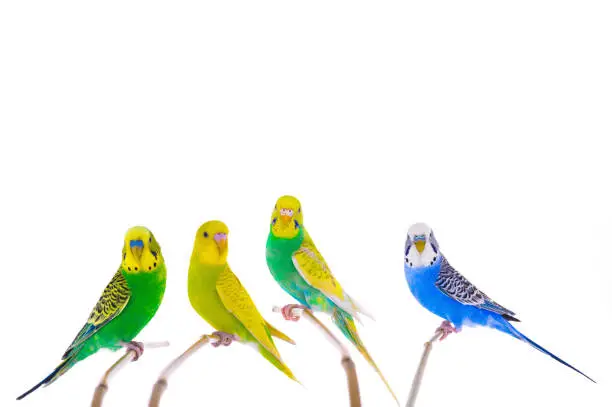 Photo of australian budgie sitting on a tree branch isolated