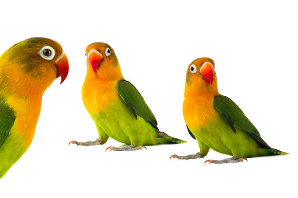 istock tree fischeri lovebird parrot on a white background 1406854592