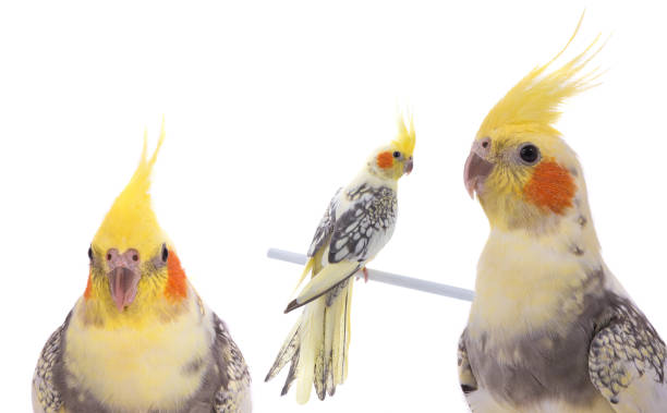 istock poltrait parrot corella isolated on white background 1406854612