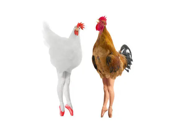 Photo of conceptual hen and rooster in the form of a balerina isolated