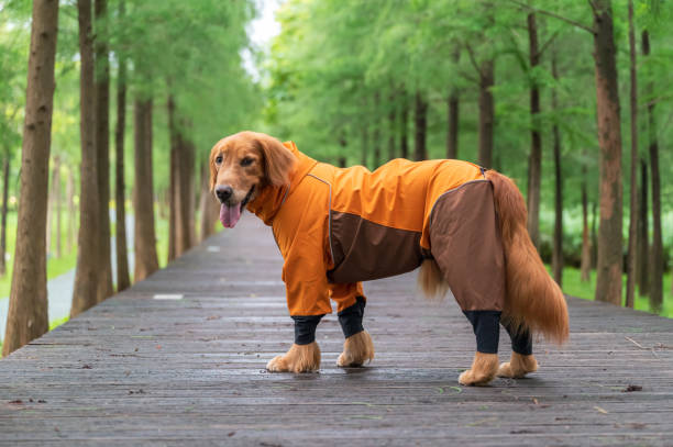 istock Golden Retriever walking outdoors in raincoat 1406854798