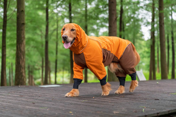 istock Golden Retriever walking outdoors in raincoat 1406854819