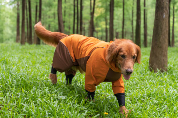 istock Golden Retriever playing in the field in a raincoat 1406854821