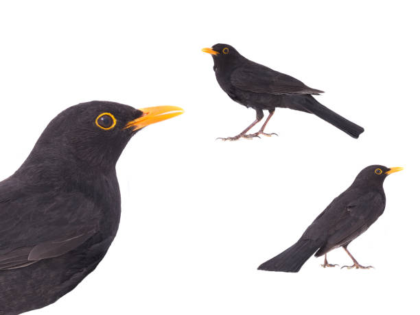 istock blackbird (Turdus merula) isolated on a white background 1406854842