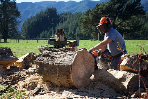 A man chainsaws wood ready to split for firewood on a Lifestyle section in a rural landscape scene on a sunny day in winter.