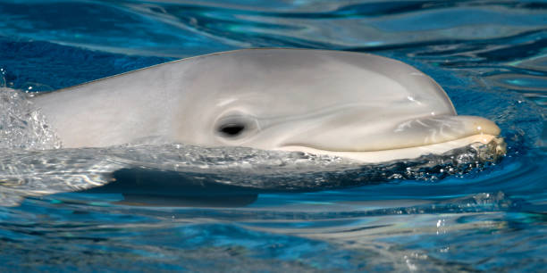 istock Common bottlenose Dolphin, El Estrecho Natural Park, Spain 1406856119
