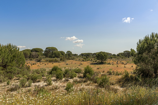 Landscape of Donana National Park in Andalusia, Spain