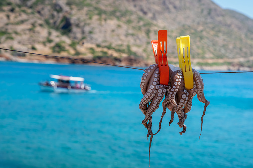 Fresh octopus drying, hanging on a rope near taverna by turquoise sea background. Village Plaka, Greek island Crete, Greece.