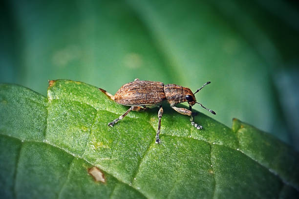 istock Sitona lineatus Pea Leaf Weevil Insect 1406858073
