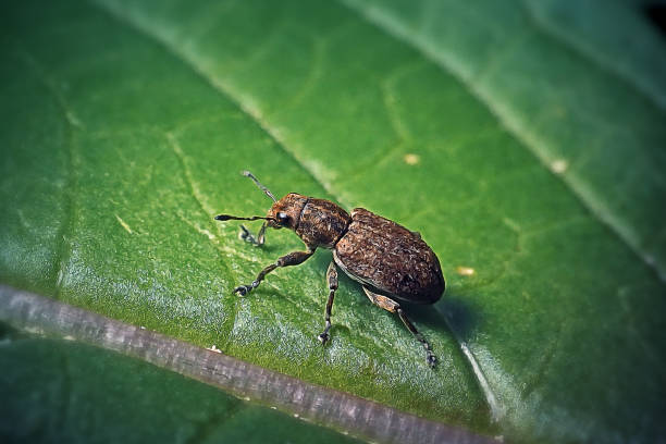 istock Sitona lineatus Pea Leaf Weevil Insect 1406858093