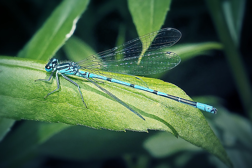 Enallagma cyathigerum Common Blue Damselfly Insect. Digitally Enhanced Photograph.