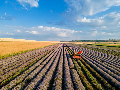 Harvesting lavender field. Drone point of view