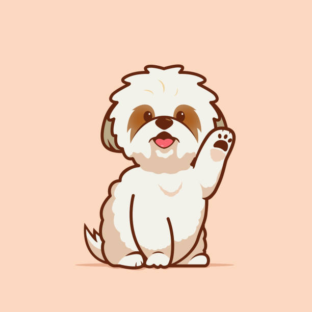 ilustrações, clipart, desenhos animados e ícones de ilustração de desenho animado de shih tzu dog pose bonito. ilustração vetorial do cão shih tzu - shih tzu cute animal canine