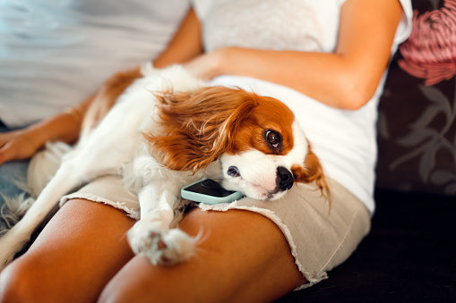 Cavalier King Charles Spaniel dog sleeps on the owner's lap on a smart phone. Tired dog like a man lying talking on the phone. Joke animals and gadgets