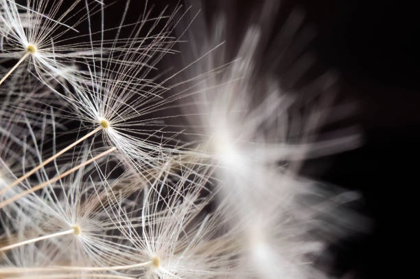 istock Dandelion seeds on a black background. Close-up. Soft focus 1406861131