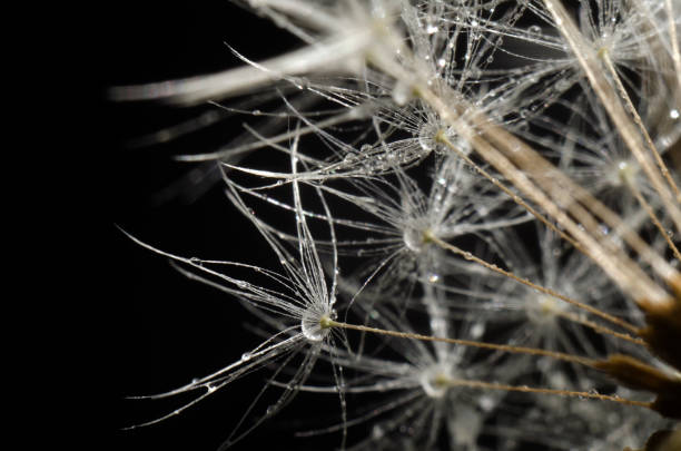 istock Dandelion seeds on a black background. Close-up. Soft focus 1406861134