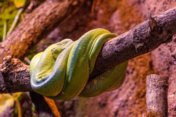 serpente verde - green tree python foto e immagini stock