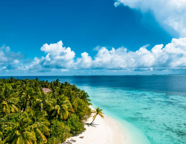 natura esotica e paesaggio tropicale dell'isola con palme e tranquillo oceano blu - isole maldive foto e immagini stock