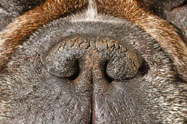 Dry brachycephalic dog nose of a French Bulldog Dry brachycephalic dog nose with narrow nostrils of a French Bulldog flared nostril photos stock pictures, royalty-free photos & images