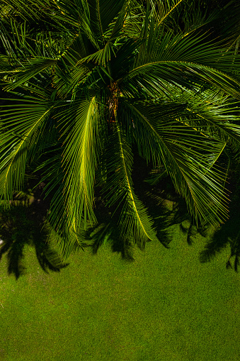 Top down view of tropical palm tree and green grass