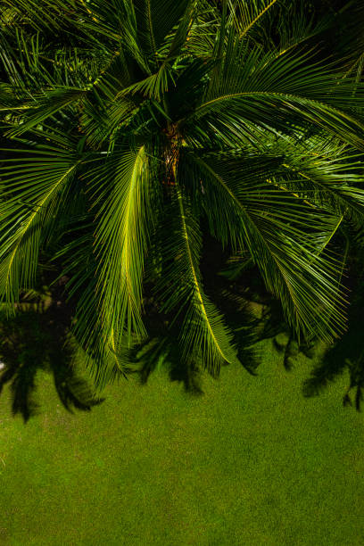 Top down view of tropical palm tree and green grass stock photo
