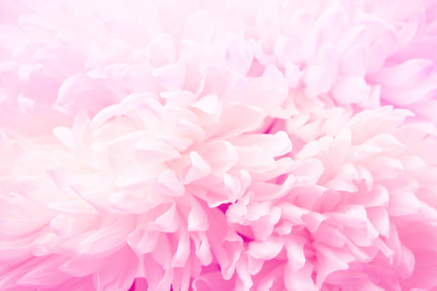 istock image of macro flower background 1406864628