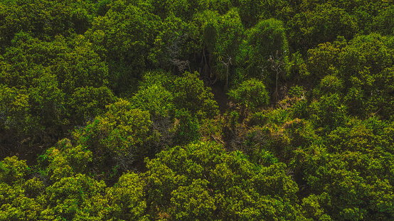 Aerial view of tropical palm tree canopies in the lush green jungle