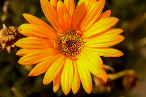 A golden yellow Treasure Flower . Overhead view . Close up