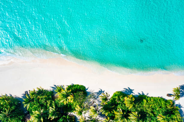 istock Top down drone view of tropical palm tree canopies and crystal clear water 1406866704