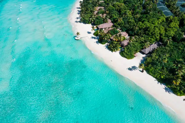 Aerial view of tropical palm tree canopies and crystal clear water