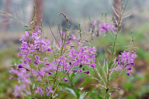 Magenta colored flowers of the native plant called fireweed, blooming in August in a forest near Penticton, BC, Canada