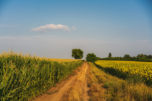 Rural road and corn fields