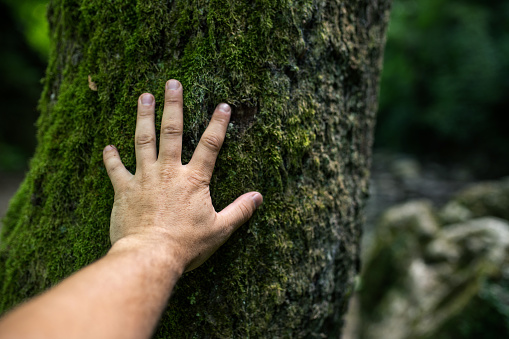 A man's hand touching mossy tree trunk in the woods