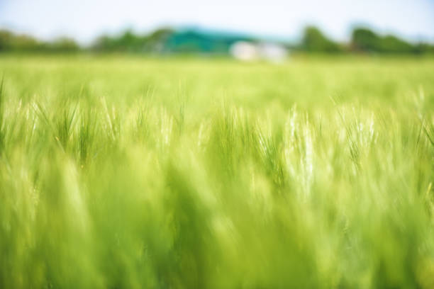 Green unripe barley plantation on sunny spring day, selective focus