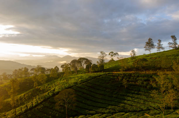 istock Tea plantation in the morning. 1406870944