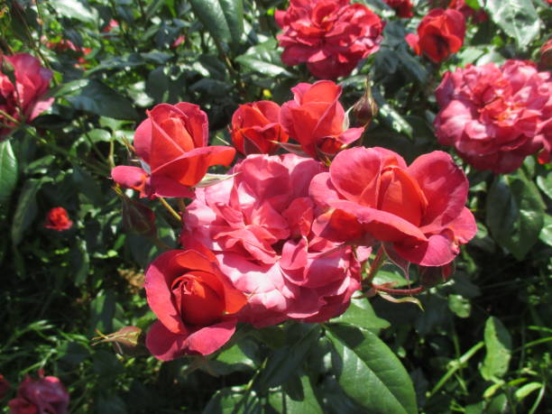 istock Beautiful rose flower with bright red 1406871250