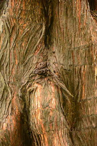 Ornamental garden: Drenched bark after fallen rain. Mature dawn redwood tree.