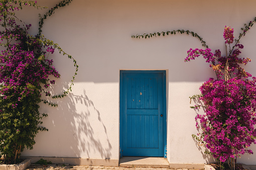 Modern blue painted front door flanked by shrubs