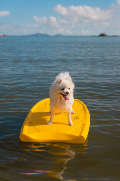 istock Happy puppy surfing 1406872451