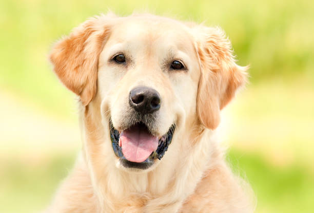 Happy Golden Retriever Portrait outdoor