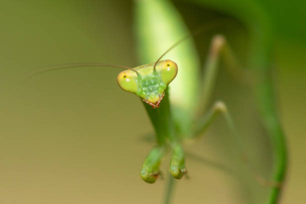 istock Macro photo of a green praying mantis on a leaf. 1406873496