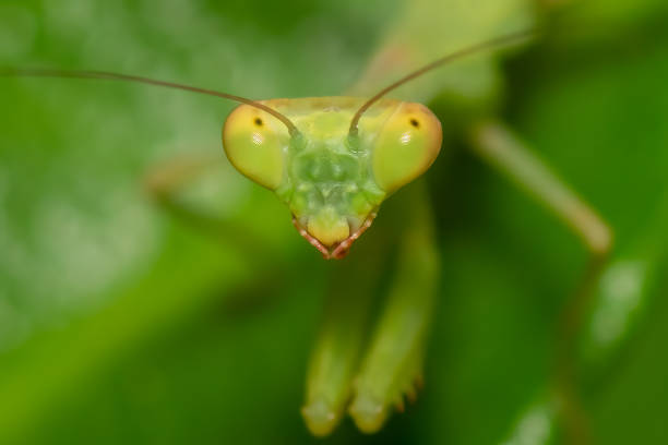 This macro photograph presents a praying mantis in vivid detail, its textured limbs, spiked forelegs, and triangular head sharply defined. Set against a clean, neutral background