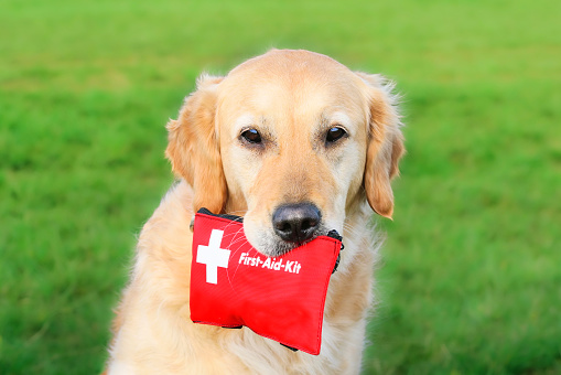 Golden Retriever holding First-Aid-Kit