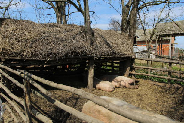 istock Domestic big pigs 1406877274